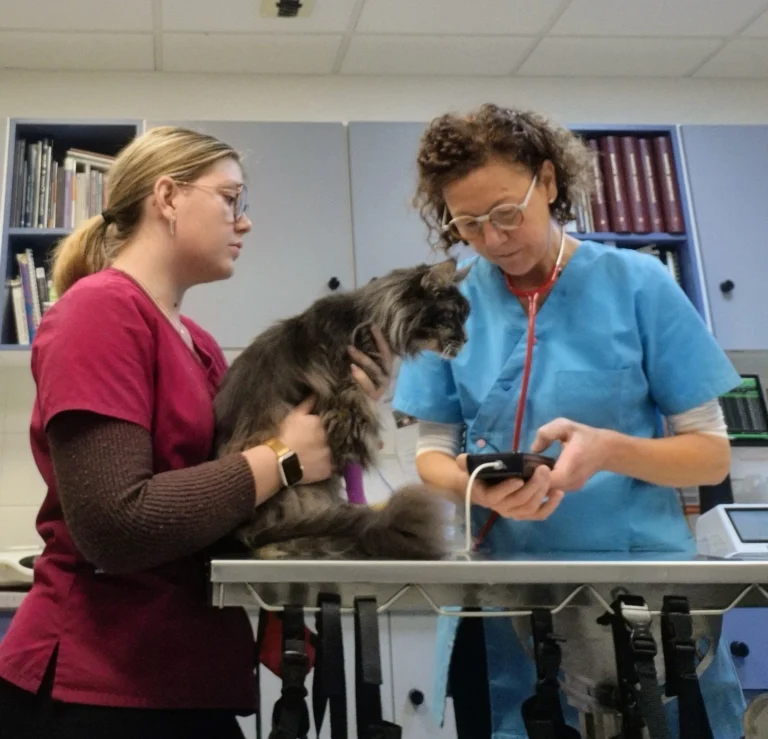 Bilan comportement chat - Clinique Ssmilevet Gravenchon